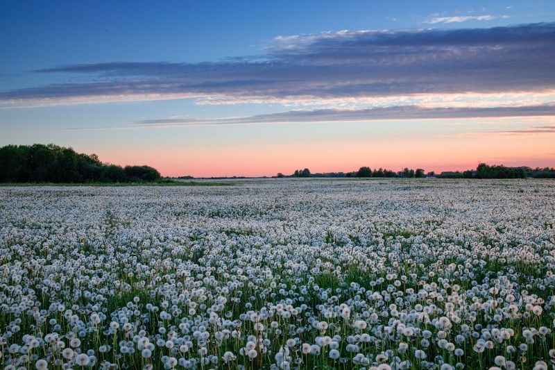 Одуванчиковое мореphoto preview