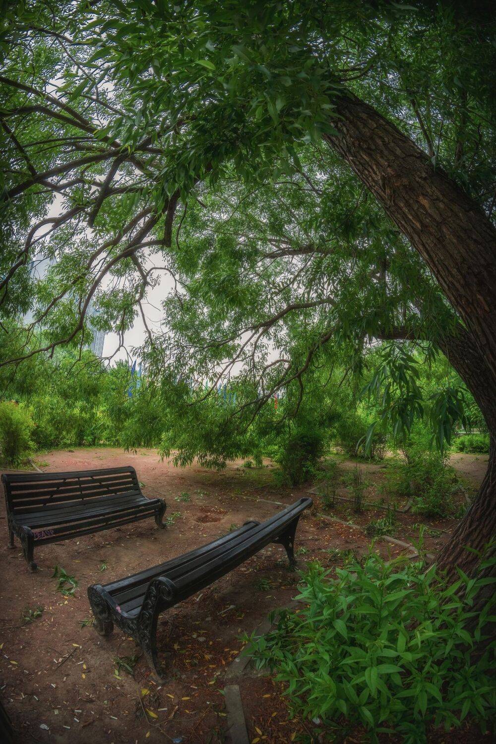 Убежище под старой ивой. Автор: Котов Андрей , Котов Андрей