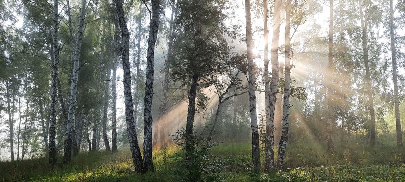 Приближается осень. Опускается туман.photo preview