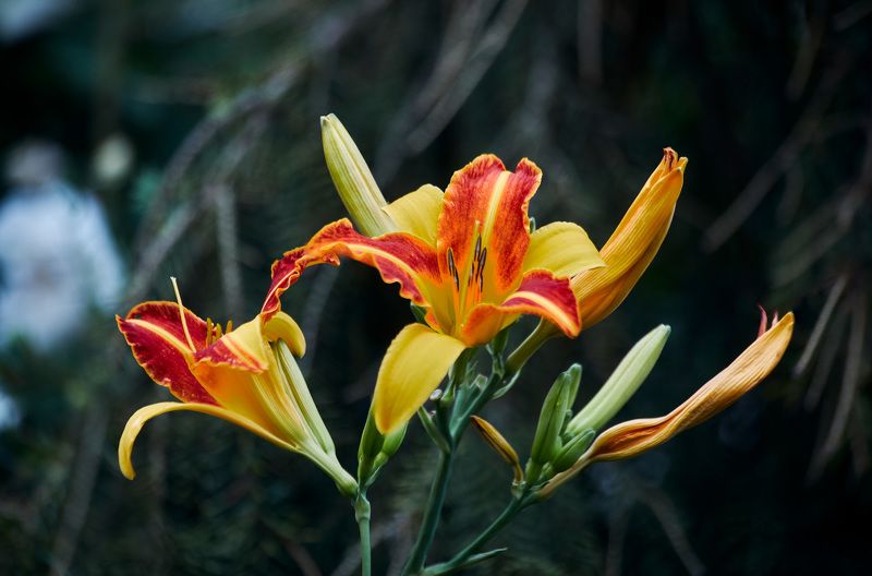 Лилейник… Мой сад. Москваphoto preview