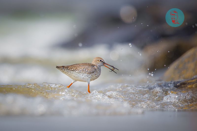 #bird  birdphoto preview