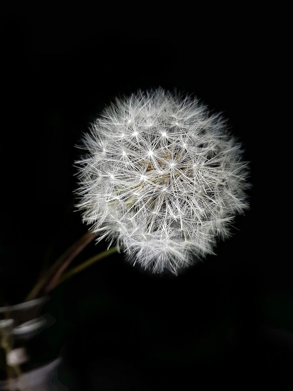 Одуванчики Одуванчикиphoto preview