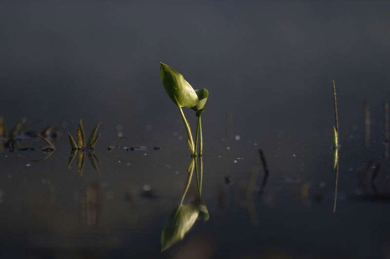 Возрождениеphoto preview