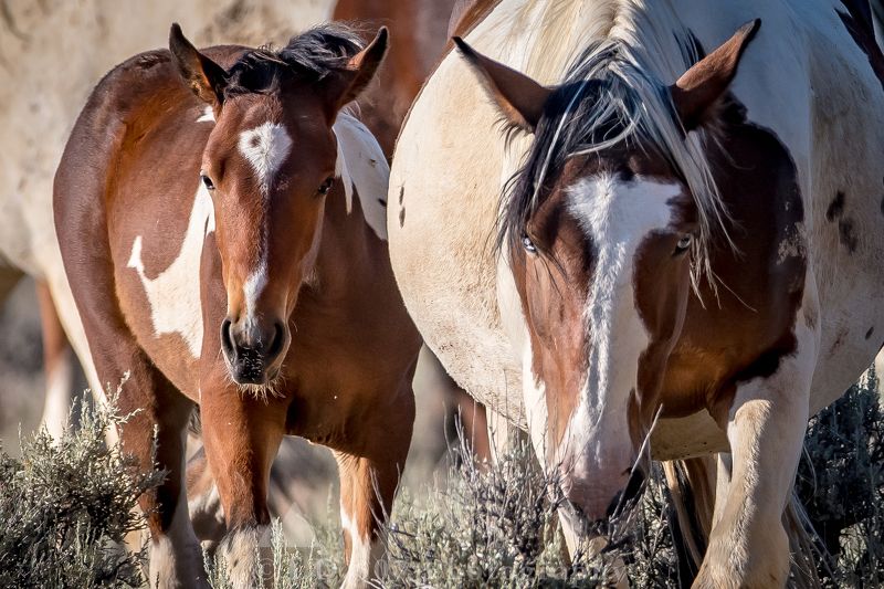 Mother & Daughter photo preview