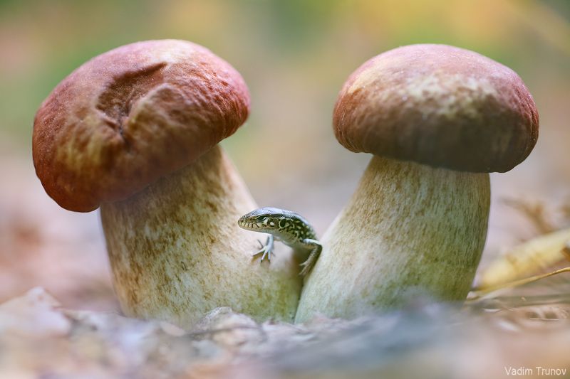 ящерица, lizard Ящерка фото превью