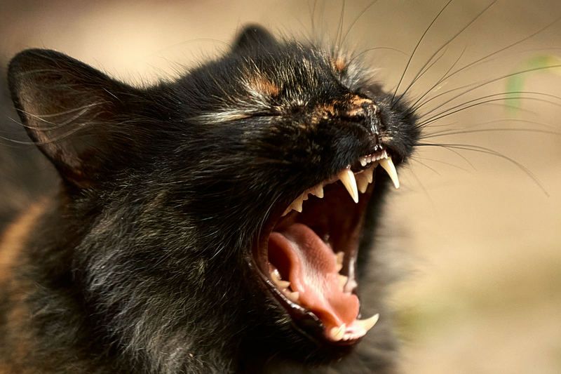 Кот с открытой пастью Укушу!photo preview