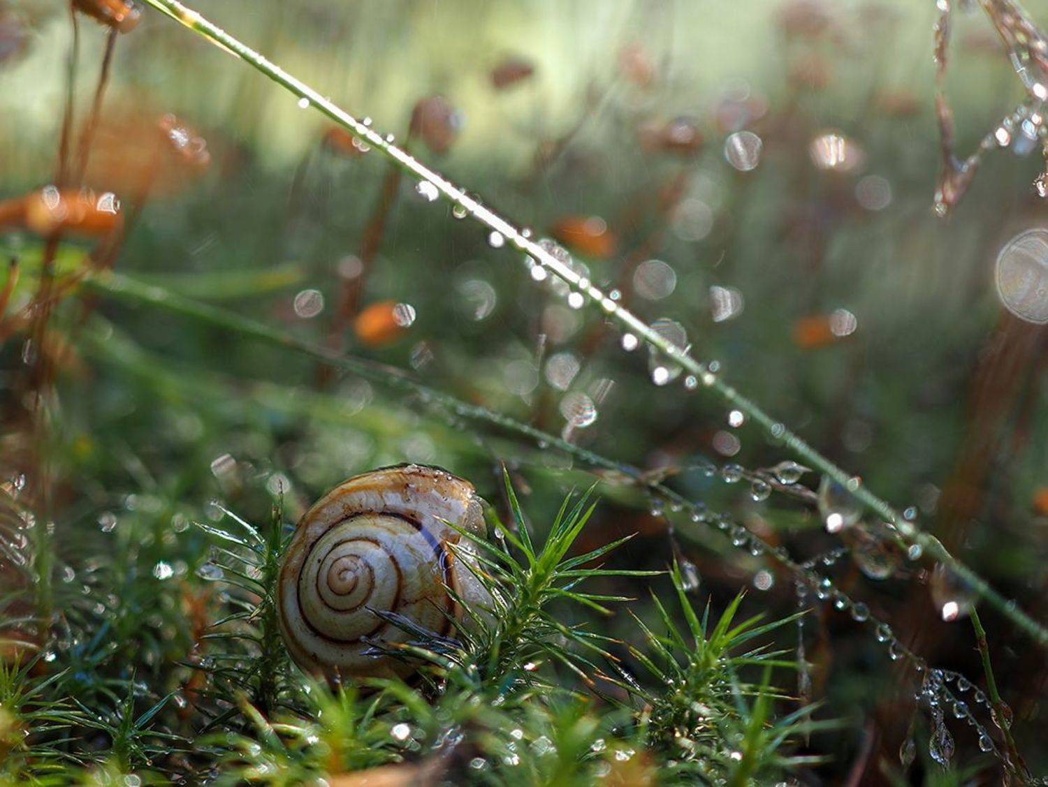 ***. Автор: Калёв Сергей , Калёв Сергей