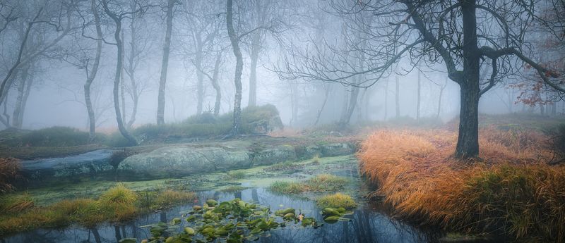 горизонтальный,  нет людей,  на улице, фотография,  природа,  дерево,  туман,  лес,  пейзаж - пейзажи,  осень, растение, красота в природе,  день, живопись, природа, спокойная сцена, спокойствие, лес, ствол дерева, лист Туманы ноября.photo preview