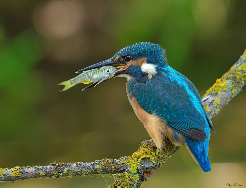 птицы зимородок слетки Рыбачка Соняphoto preview