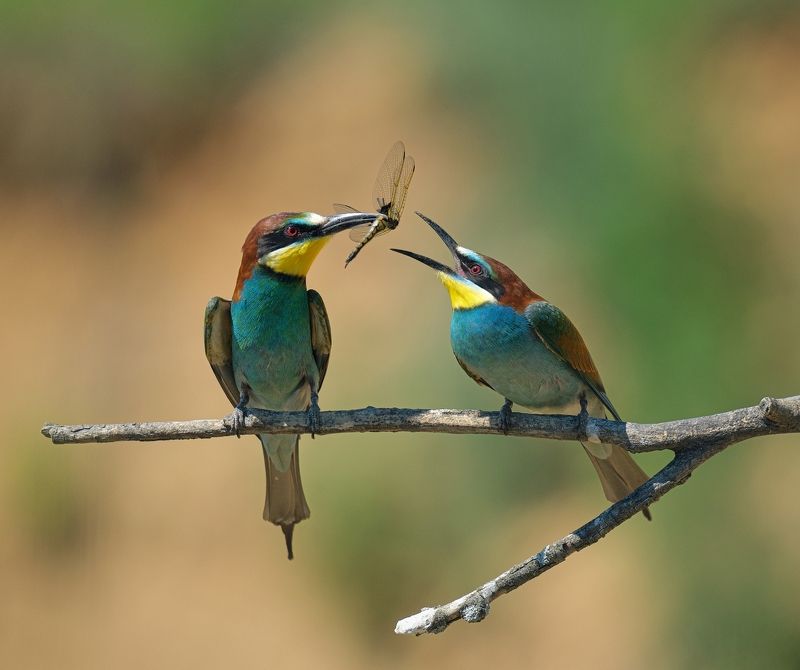 птицы золотистые щурки Дорогая, скажи А-амphoto preview