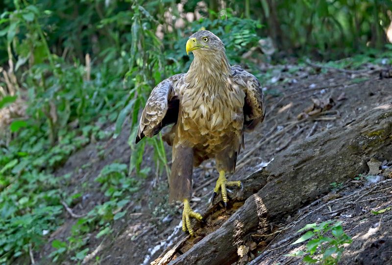 Орланphoto preview