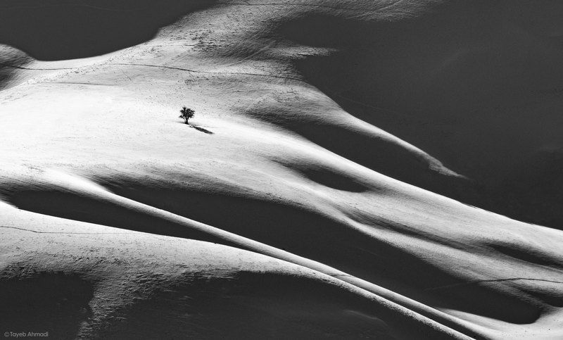 Tree and mountainphoto preview