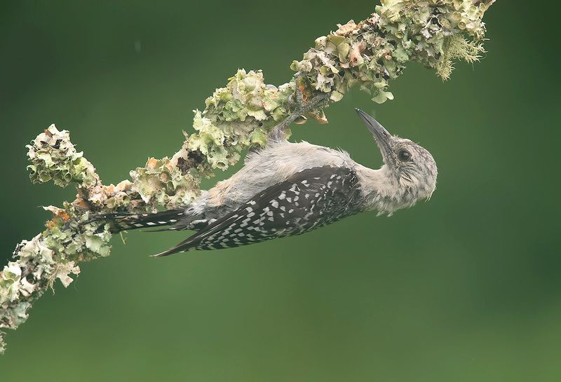 дятел, каролинский меланерпес, red-bellied woodpecker, woodpecker Juvenile -Red-bellied Woodpecker. Молодой дятел - Каролинский меланерпесphoto preview