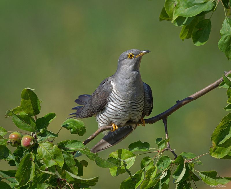 птицы кукушка Часовых дел птицаphoto preview