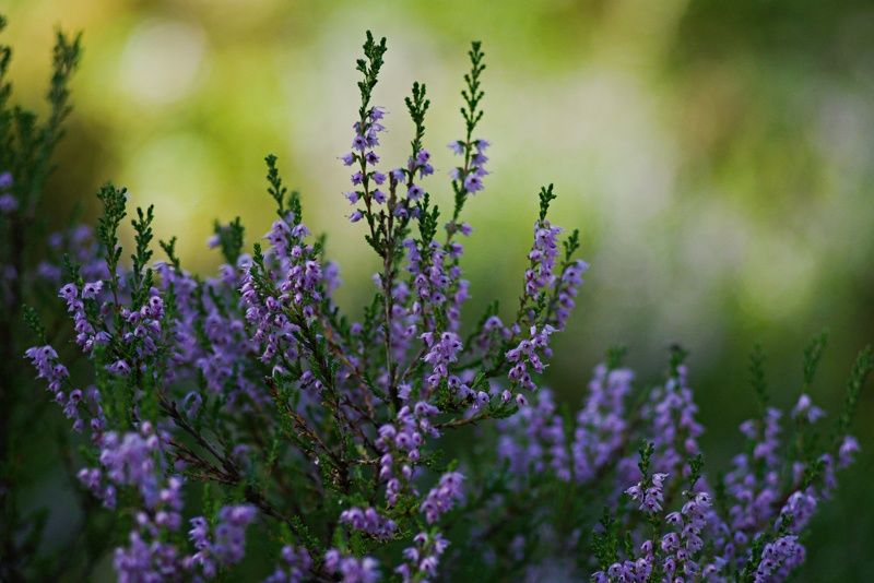 Вереск цвететphoto preview