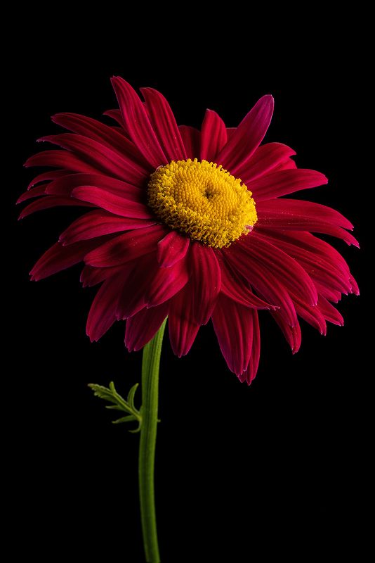 пиретрум, ромашка, цветы, цветок, лепестки, флора, растения, природа Ромашкаphoto preview