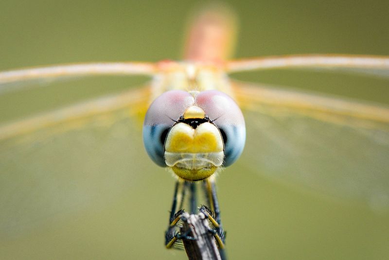 макро, весна, стрекоза, насекомые, луг, покой, мир, красота, макромир, созерцание, вчувствование Стрекоза Сжатобрюх Фонколома (Sympetrum Fonscolombii)photo preview