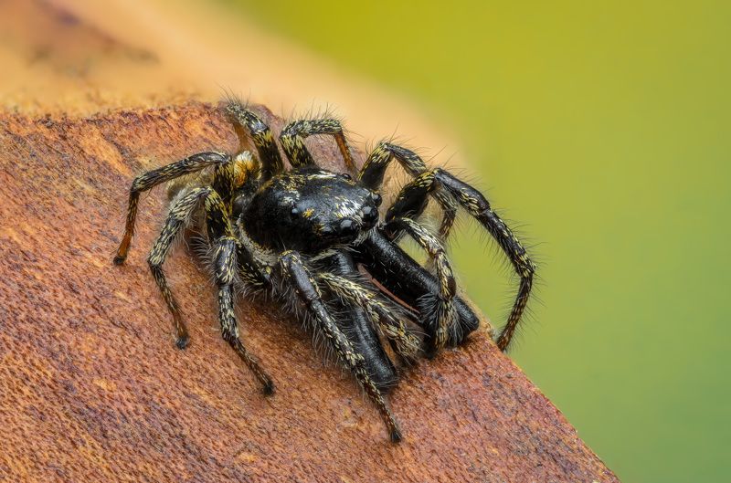 скакунчик, паук, макро, природа, spider, jumping Дедушка, а зачем тебе такие большие зубы?photo preview