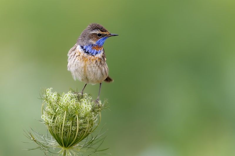 Luscinia svecicaphoto preview