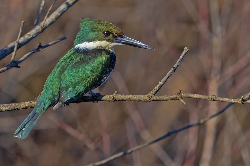 птицы, уругвай Зимородокphoto preview