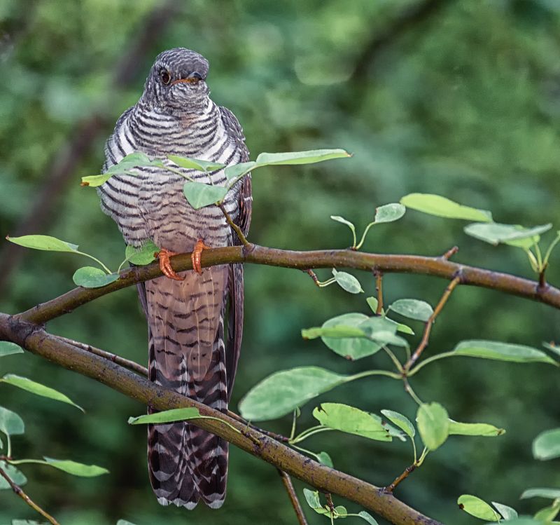 птица, кукушка, кукушка..photo preview