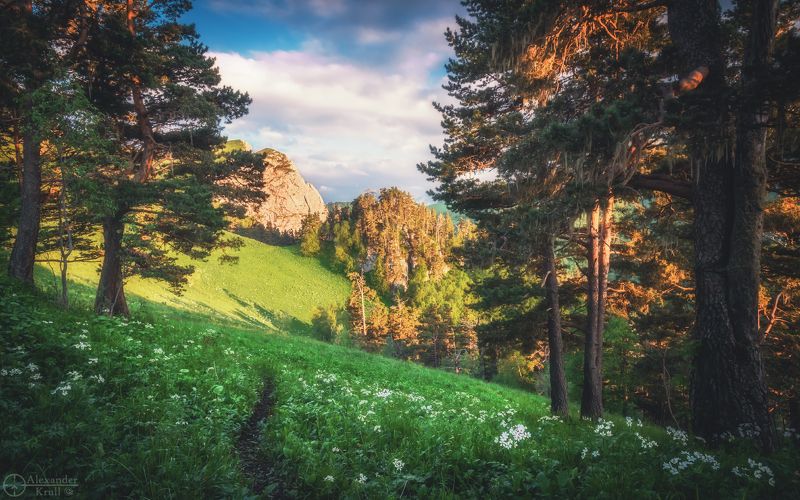 тхач, ачешбоки Запутался вечер в соснахphoto preview