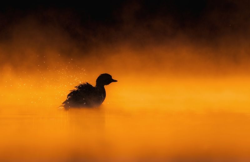 bird, birds, little grebe, animals, wildlife, nature, sony, sunrise, silhoeutte Among the firephoto preview