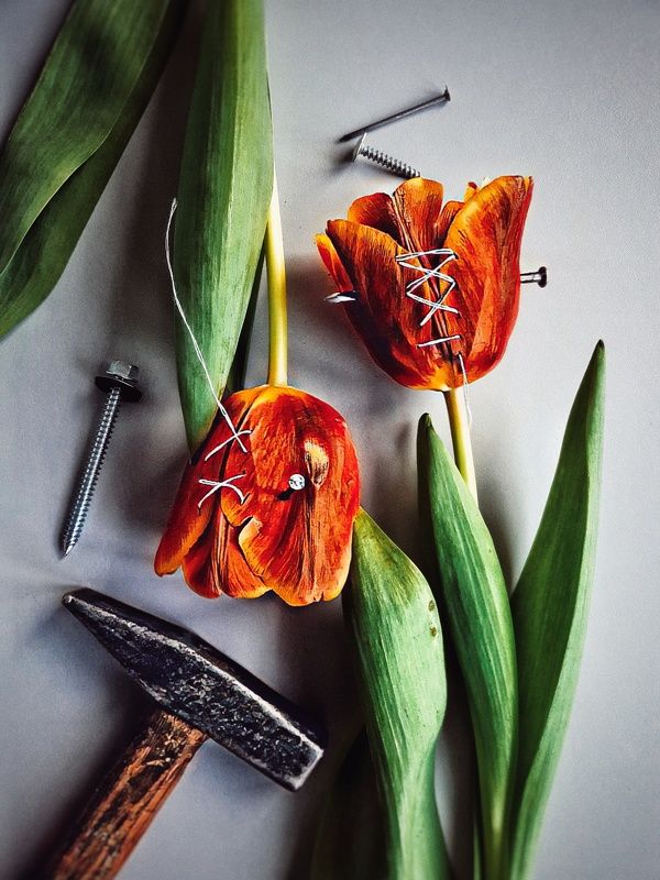 тюльпан, тюльпаны, цветы, молоток, гвозди Мы вбивали в них гвозди...photo preview