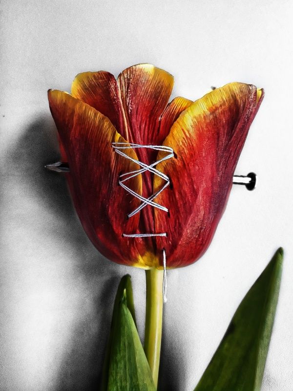 тюльпан, тюльпаны, цветы, молоток, гвозди Израненная нежность...photo preview