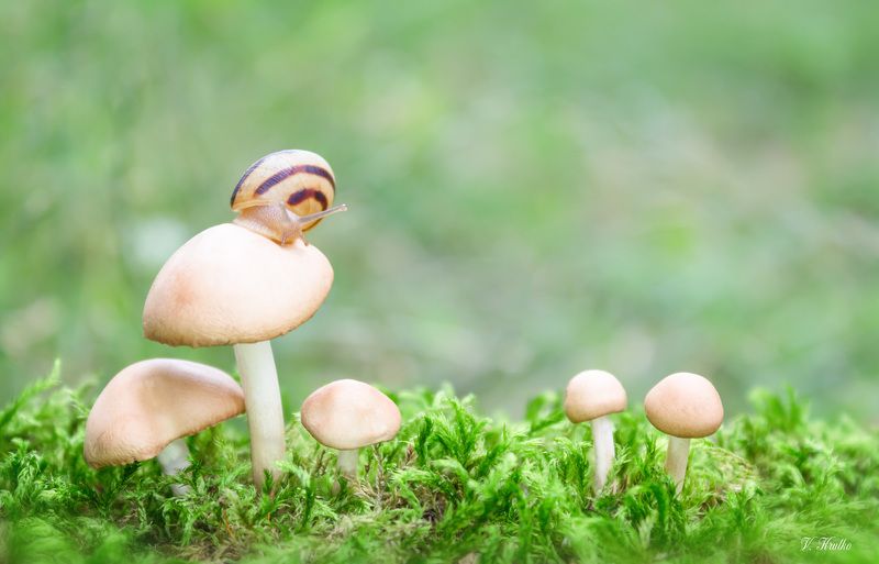 #snail #macro #wildlife #nature #wallpaper #background #mushroom Snail on a walkphoto preview