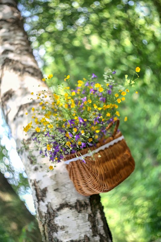 лето, колокольчики, корзинка, береза, доброе утро, беларусь краски жизни Колокольчиковое !Доброе утро!) фото превью