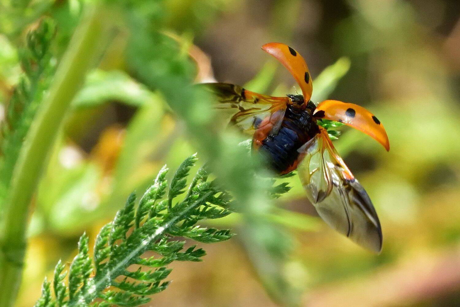 На взлёт... Автор: Корнейчук Игорь , Корнейчук Игорь