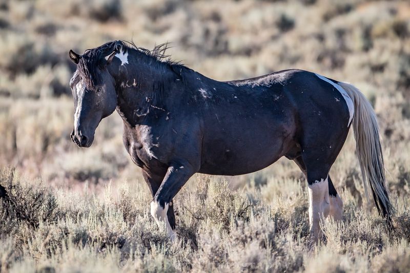 Mr. Vegasphoto preview