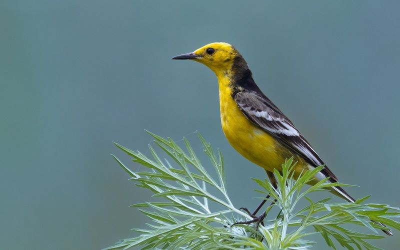 motacilla citreola Motacilla citreolaphoto preview