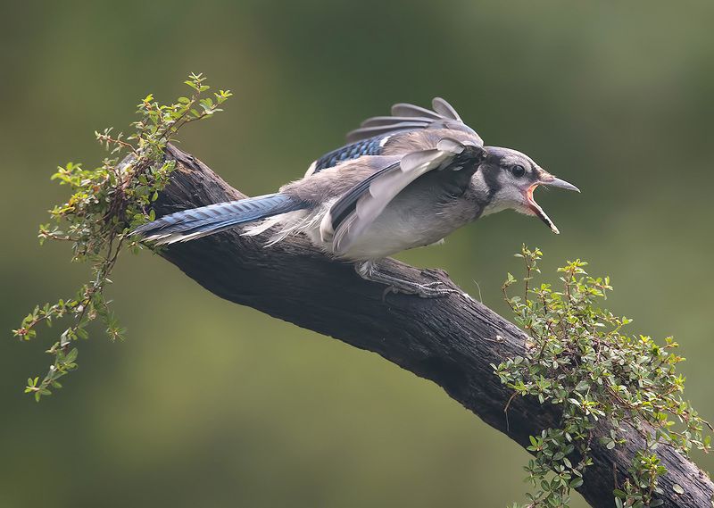 cойка, blue jay, jay Blue Jay Juvenile. I\'m still hungryphoto preview