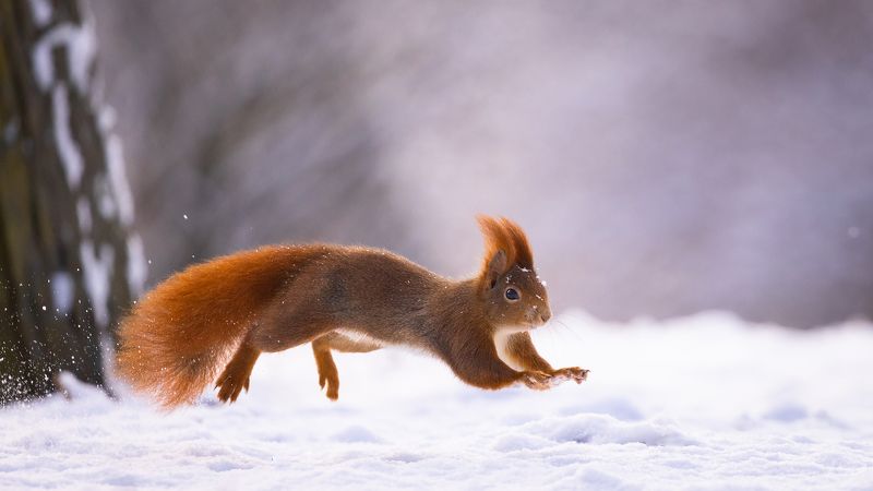 Squirrel in winterphoto preview