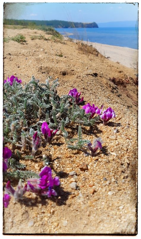 Цветы, пляж. Цветы Ольхона. photo preview