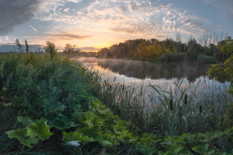 крапиваphoto preview