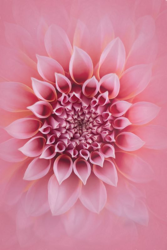 георгина, макро, цветы , природа, macro, flowers, nature, dahlias, artphoto, артфото Георгинаphoto preview