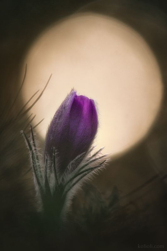 прострел, сон трава, прострел весенний, прострел обыкновенный, подснежники, пушистые цветы, весна, первоцветы, ленинградская область, макро, лепестки, вярямянселькя, нижневолховский Прострел весенний и обыкновенныйphoto preview