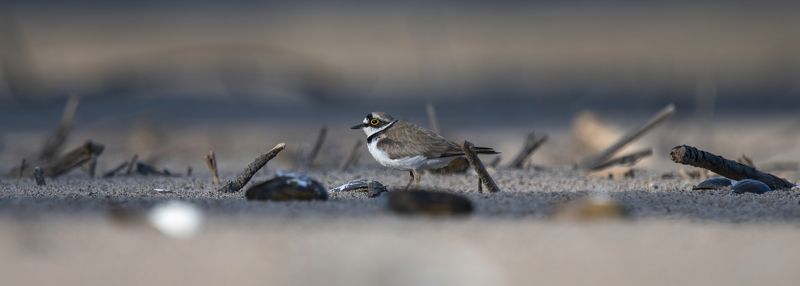 Малый зуек Капитан Джек Зуёк в поисках черной жемчужиныphoto preview