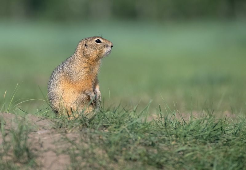 животные, суслики, о. татышев Суслики о. Татышевphoto preview