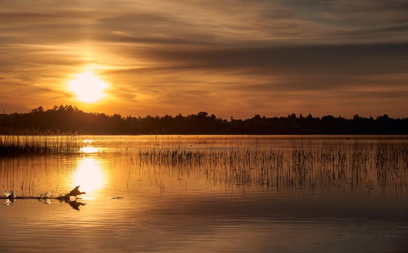 летние рассветыphoto preview