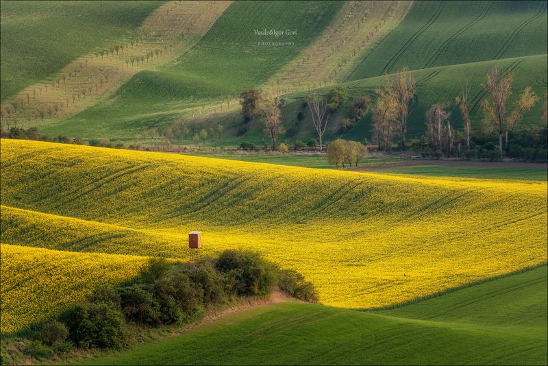 южная моравия,пейзаж,hils,линии,south moravian,lines,свет,czech,весна,чехия,рапс,landscapes. \