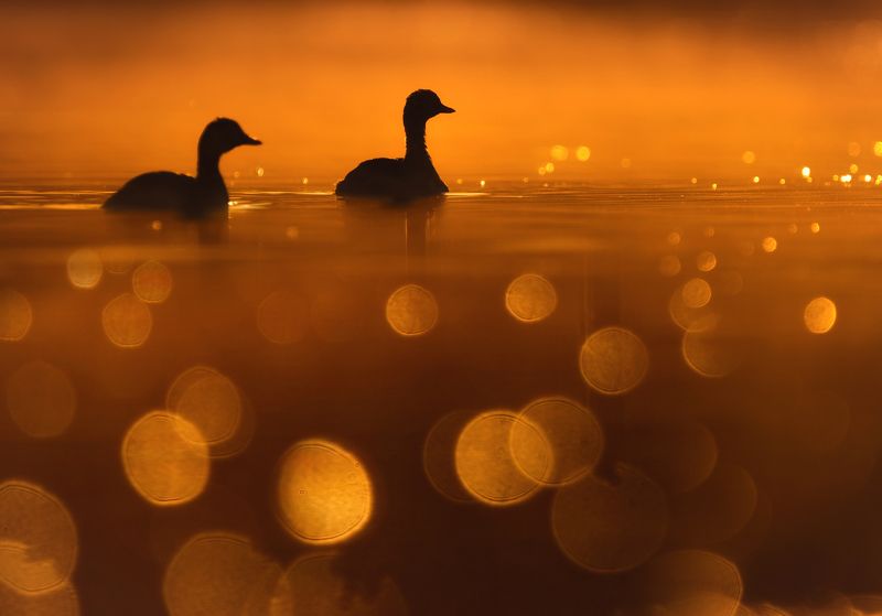 bird, birds, animals, grebe, nature, wildlife, water, silheutte, sony alpha, sunrise Baywatchphoto preview