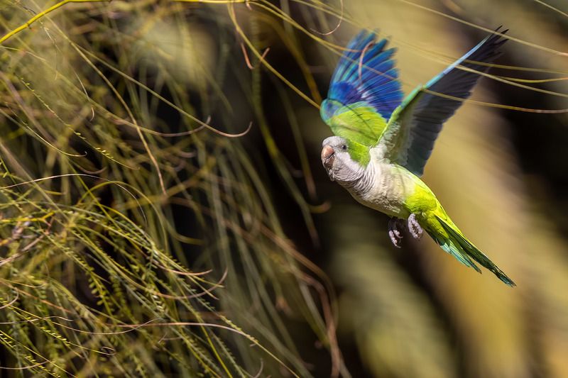 птицы, уругвай Предчувствие весныphoto preview