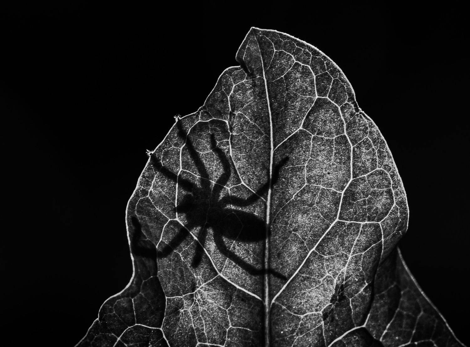Тень. Автор: Соварцева Ксения паук, контровый, чб, чёрный, тень, лист, прожилки, Соварцева Ксения