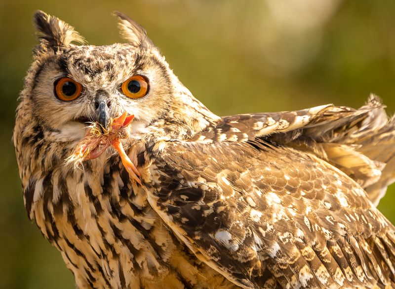 Что кушает на завтрак...photo preview