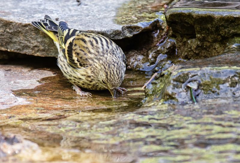 птица, чижик, самка, жажда, вода, жажда..photo preview