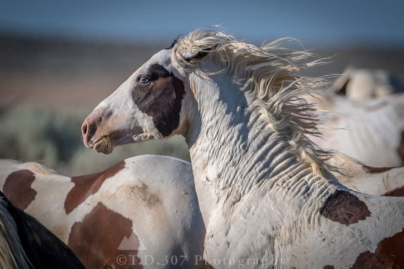 The Flow photo preview